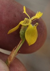 Moraea inconspicua