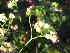 Dichromyia sanguiniceps