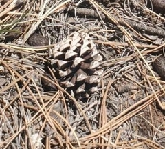 Pinus