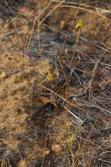 Moraea inconspicua