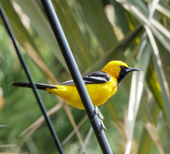Icterus cucullatus