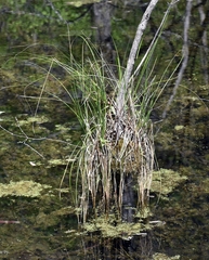 Carex decomposita