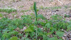 Polygonatum biflorum commutatum