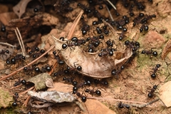 Polyrhachis lamellidens