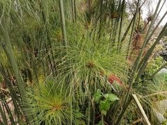 Cyperus papyrus