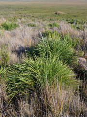 Aciphylla traversii
