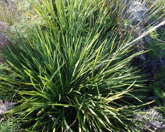 Aciphylla traversii