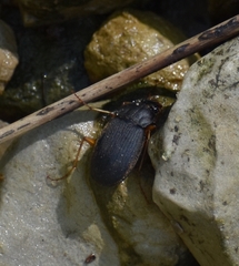 Chlaenius impunctifrons