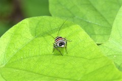 Hemithyrsocera vittata