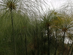 Cyperus papyrus