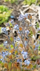 Myosotis stricta