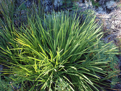 Aciphylla traversii