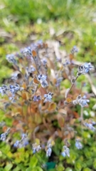 Myosotis stricta