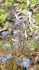 Myosotis stricta