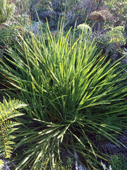 Aciphylla traversii