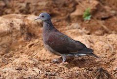 Nesoenas picturatus
