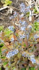 Myosotis stricta