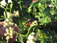 Dichromyia sanguiniceps