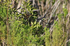 Comarostaphylis diversifolia diversifolia