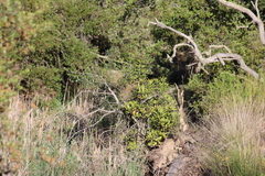 Comarostaphylis diversifolia diversifolia