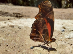 Podotricha judith judith