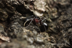 Polyrhachis lamellidens