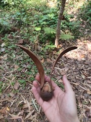 Dipterocarpus retusus