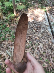 Dipterocarpus retusus