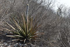 Agave triangularis