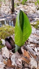 Symplocarpus foetidus