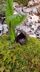 Symplocarpus foetidus