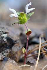 Acanthomintha lanceolata