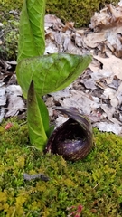 Symplocarpus foetidus