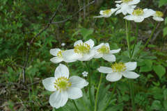 Anemonastrum biarmiense