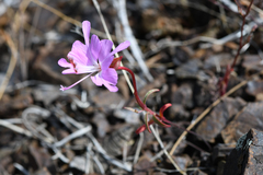 Clarkia breweri