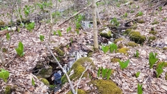 Symplocarpus foetidus