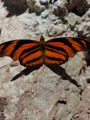 Podotricha judith judith