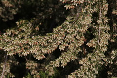 Erica caffra caffra