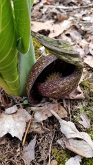 Symplocarpus foetidus