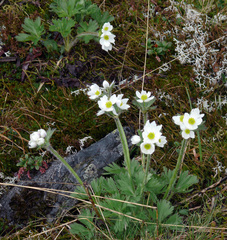 Anemonastrum biarmiense