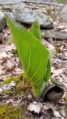 Symplocarpus foetidus