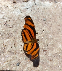 Podotricha judith judith