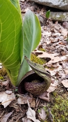 Symplocarpus foetidus