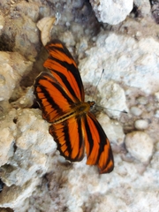 Podotricha judith judith