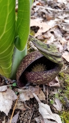 Symplocarpus foetidus