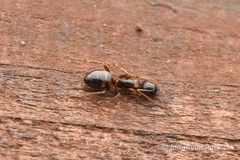 Camponotus nawai