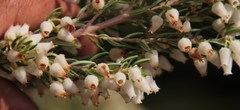 Erica caffra caffra
