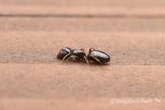 Camponotus nawai