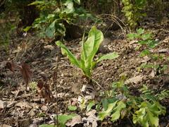 Ensete superbum