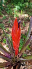 Tillandsia multicaulis